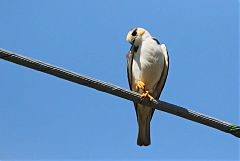 Pearl Kite